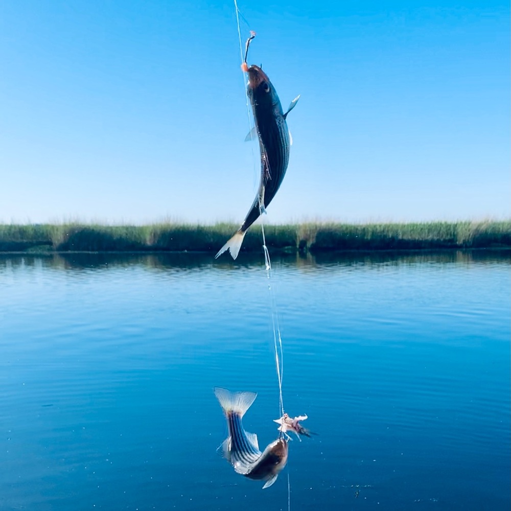 Meet your Posher, Janet